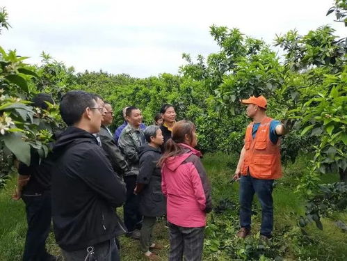 蒲江縣有家合作社獲評全國星級農(nóng)業(yè)科技社會化服務組織,快來看看