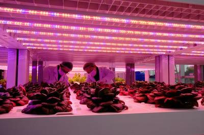 浙江吳興運(yùn)用高技術(shù)手段打造農(nóng)業(yè)&ldquo;夢工廠&rdquo;