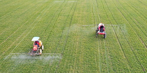 農業農村部啟動冬小麥 科技壯苗 和大豆玉米帶狀復合種植技術服務活動