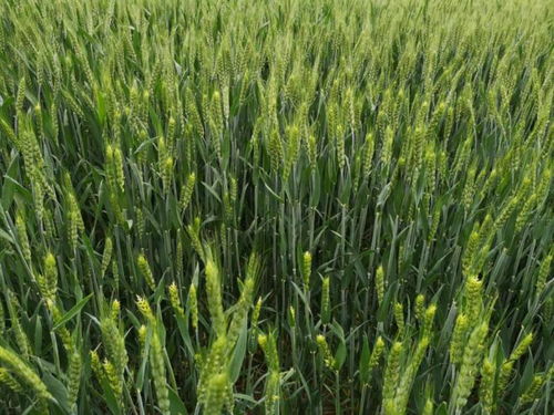 科技驅(qū)動農(nóng)業(yè)耕作,植醫(yī)堂加強智慧農(nóng)業(yè)基層落地