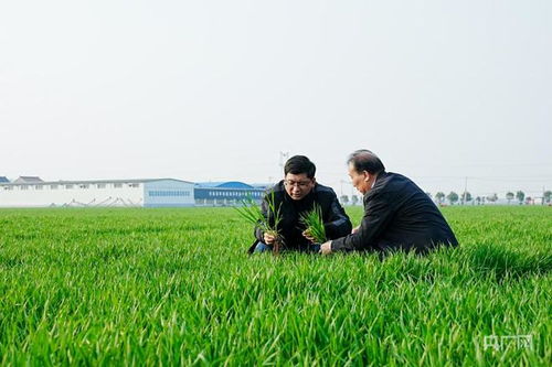 萬象 耕 新丨科技書寫春耕時間 河南孟州探索農(nóng)業(yè)新篇