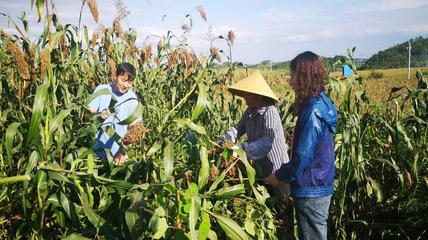 助推鄉(xiāng)村振興--省農(nóng)科院科技特派員赴普定開(kāi)展技術(shù)服務(wù)