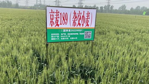 農(nóng)業(yè)新質(zhì)生產(chǎn)力看北京 煥新品種 擎動(dòng)未來(lái)