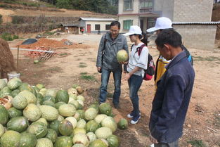 我校研究生社會(huì)服務(wù)團(tuán)赴南華縣開展農(nóng)業(yè)科技服務(wù)活動(dòng)