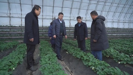 應對雨雪冰凍天氣:專家入戶協助做好農業防寒指導