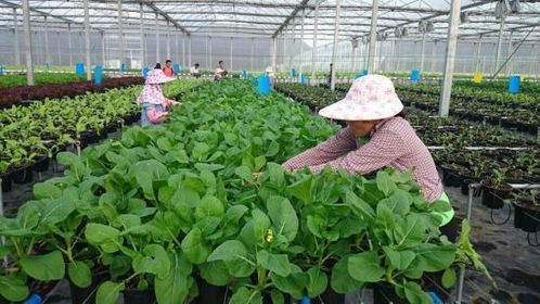 開(kāi)創(chuàng)農(nóng)業(yè)新形勢(shì)的新農(nóng)人