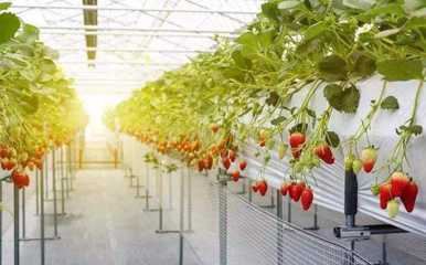 好消息!張家口一區新建數字化農業產業鏈,占地300畝!