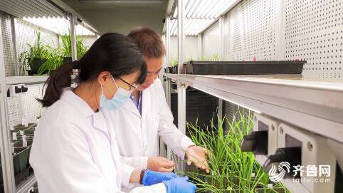 濰坊669名農(nóng)業(yè)科技人才服務 三農(nóng) 為鄉(xiāng)村振興提供智力支持