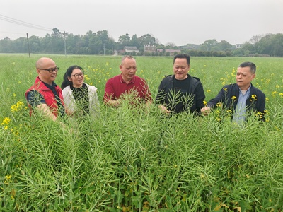 &ldquo;春華&rdquo;變&ldquo;秋實&rdquo;全州縣4.75萬畝稻油輪作實現(xiàn)&ldquo;一地三收&rdquo;
