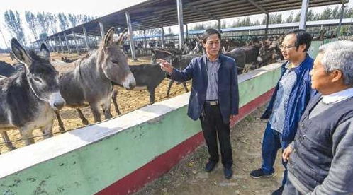 驢肉賣6000元,驢皮賣2000元,合計(jì)近萬(wàn)元,可為啥農(nóng)村沒(méi)人養(yǎng)驢
