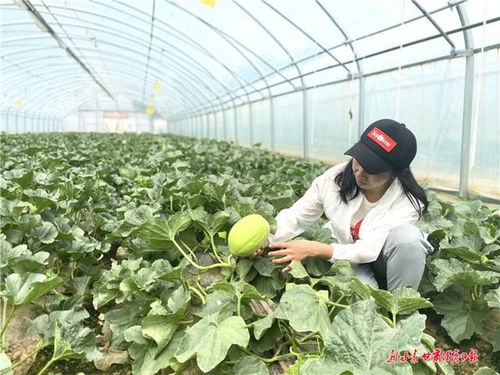 線上線下齊結(jié)果 農(nóng)民市民兩頭甜 皋蘭縣創(chuàng)新農(nóng)產(chǎn)品銷售模式助脫貧